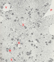 Cytoplasm and cell junction of a 2-cell embryo