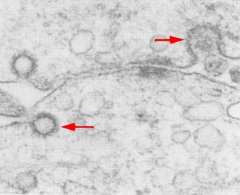 Cell contact area in a 4-cell embryo