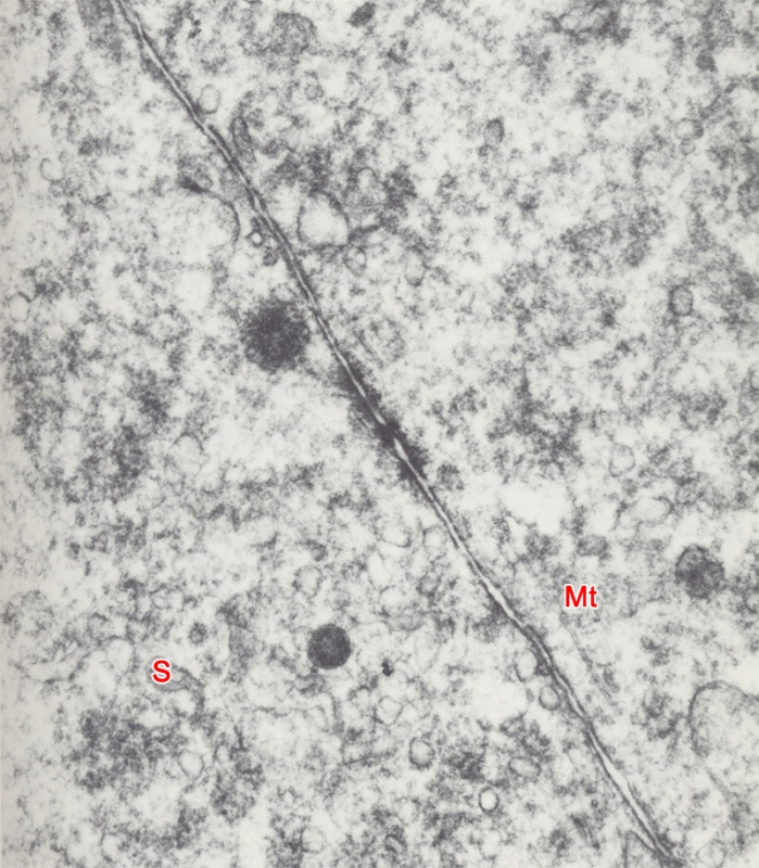 Cell junction of a 4-cell embryo