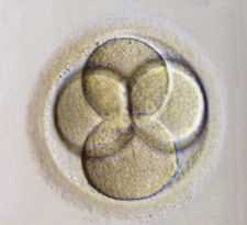 4-cell embryo