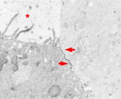 A primordial junctional complex near the subzonal space in a 7-cell embryo