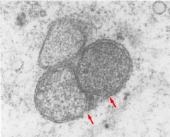 Section of a blastomere of an embryo