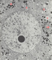 Nucleus and surrounding cytoplasm of a 2-cell embryo