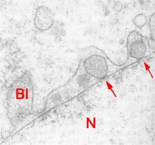 Blebbing of the nuclear membrane in a blastomere of 4-cell embryo