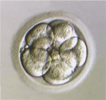 8-cell embryo