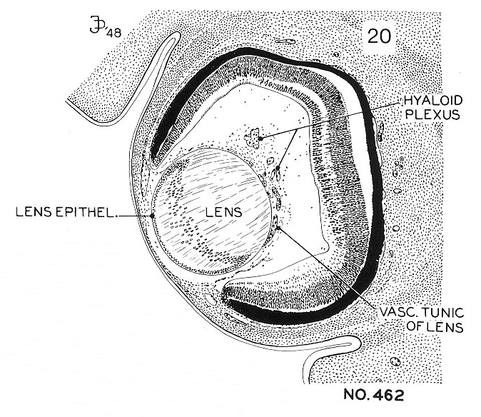 Mid-section of the eye