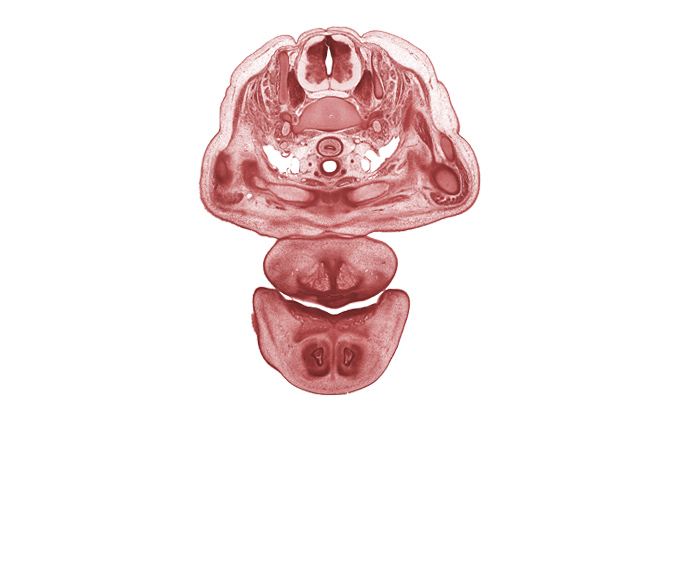 C-7 spinal ganglion, C-7 spinal nerve, alar plate(s), basal plate, clavicle, common carotid artery, internal jugular vein, jugular lymph sac, nasal septal cartilage, neural arch, oral cavity, oral fissure, osteogenic layer, primary palate, sternoclavicular joint, sulcus limitans, sympathetic trunk, trachea, vertebral artery