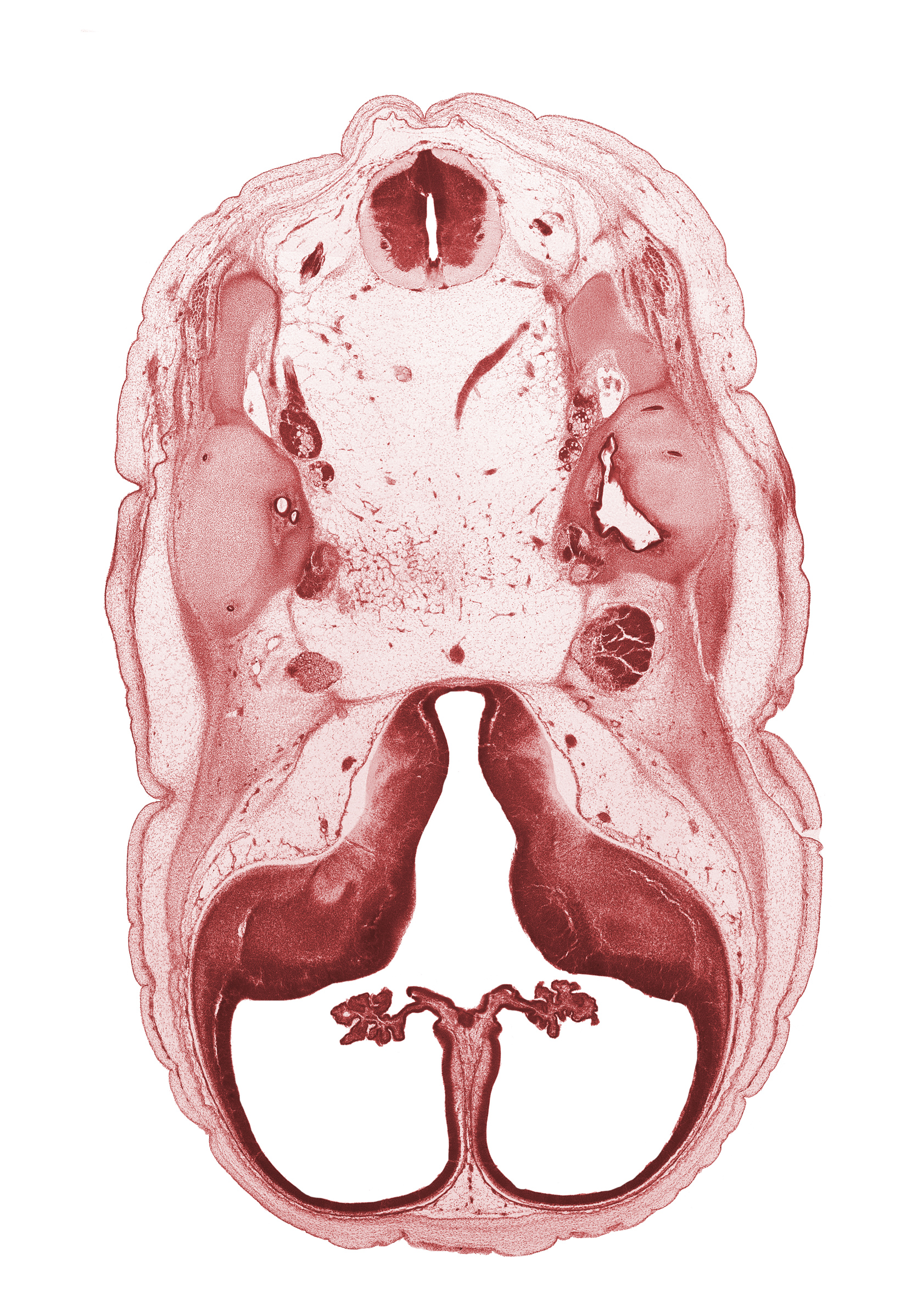 C-1 spinal ganglion, anterior semicircular duct, basilar artery, cerebral vesicle (hemisphere), common crus, facial nerve (CN VII), hippocampus, lateral semicircular duct, lateral ventricular eminence (telencephalon), medial ventricular eminence (diencephalon), posterior semicircular duct, trigeminal ganglion (CN V), utricle, vertebral artery