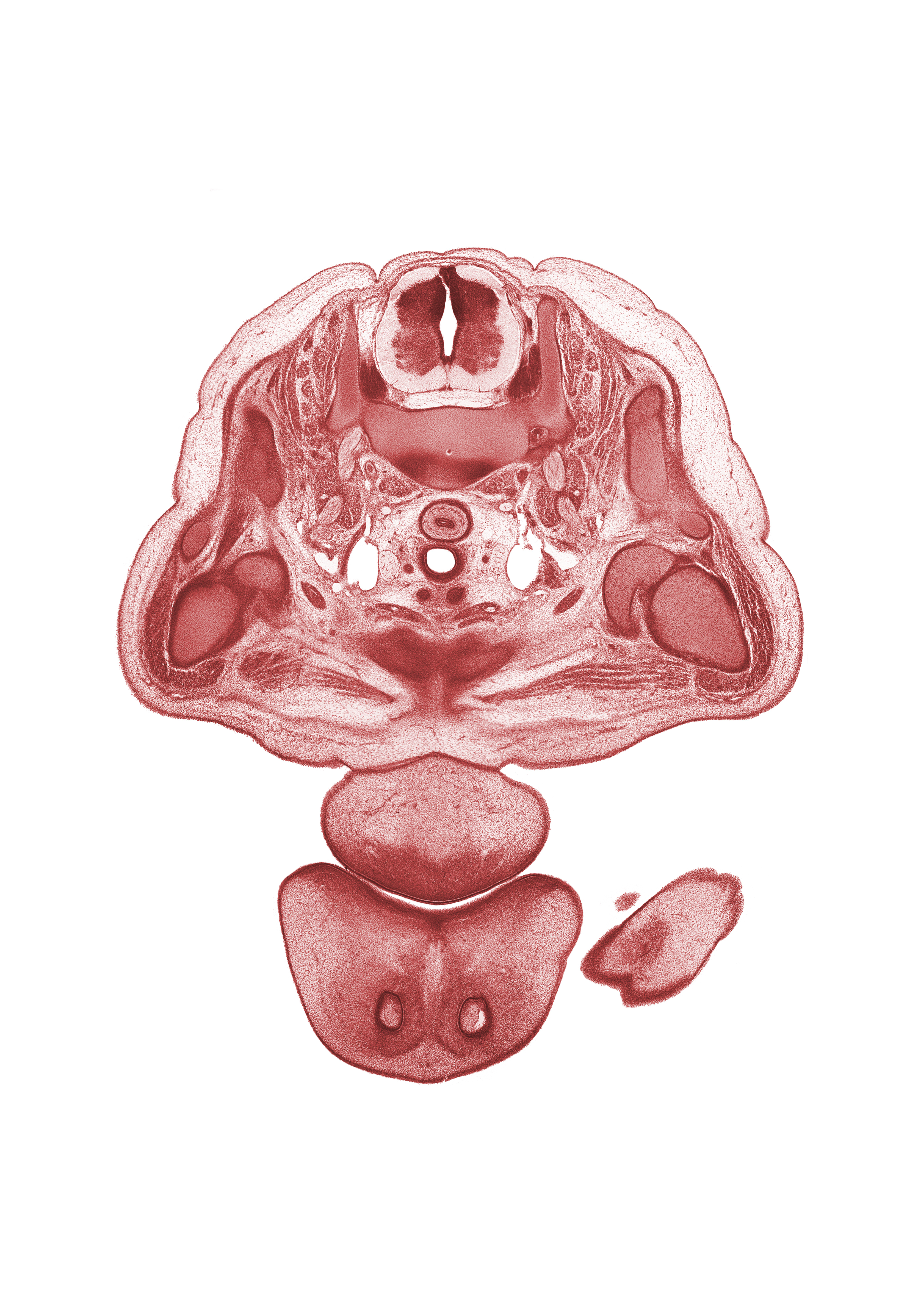 C-8 spinal ganglion, centrum of C-7 vertebra, common carotid artery, deltoid muscle, epithelial plug in naris, hand, hemisternum, levator scapulae muscle, lower lip, middle trunk of brachial plexus (C-7), nasal septum, neural arch of C-7 vertebra, notochord, pectoralis major muscle, semispinalis cervicis muscle, splenius muscle, sternohyoid muscle, sternothyroid muscle, sympathetic trunk, thymus gland, trachea, upper lip, upper trunk of brachial plexus (C-5, C-6)