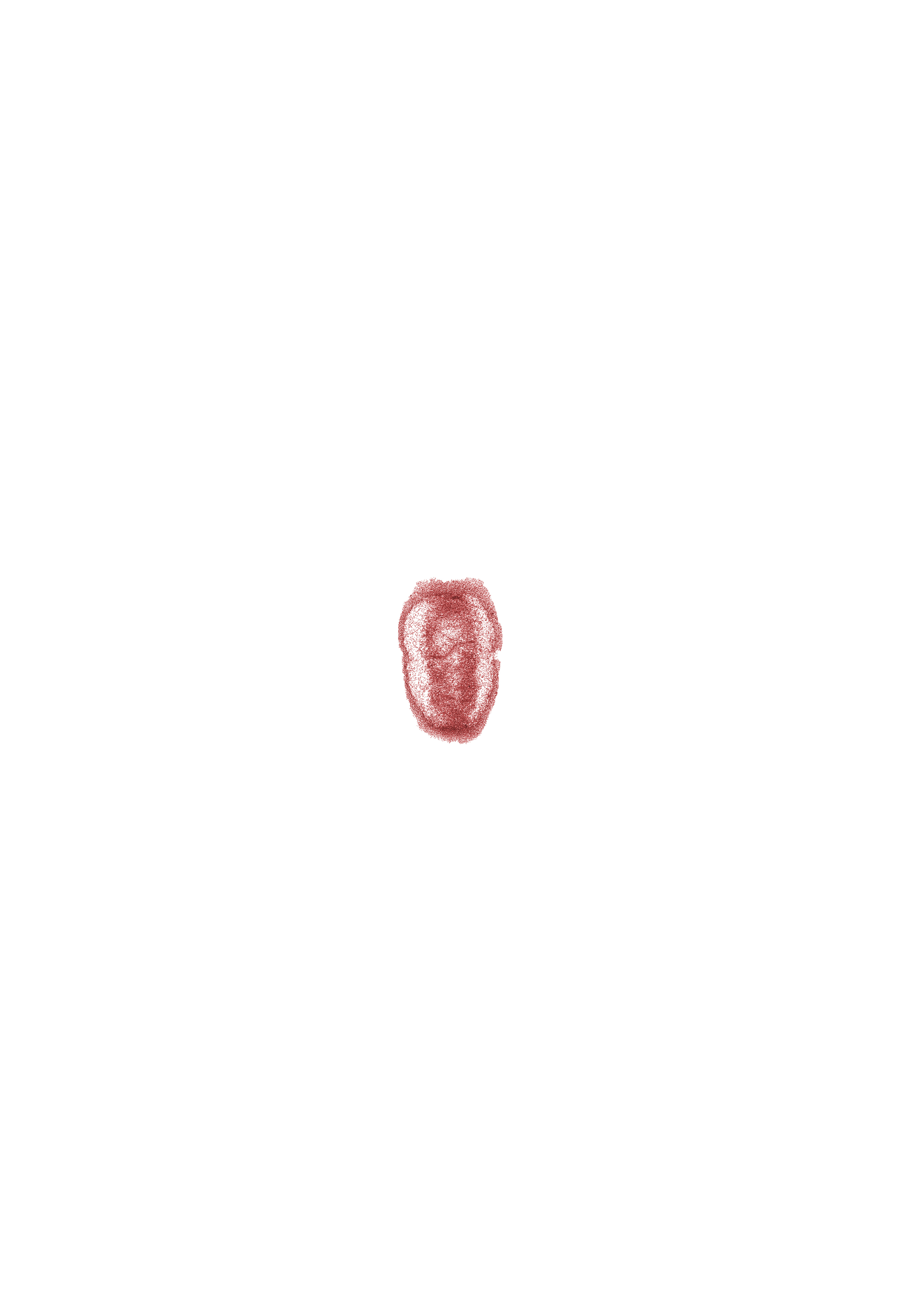 mesenchyme, oblique section of surface ectoderm, osteogenic layer