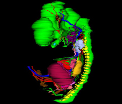 Internal Anatomy