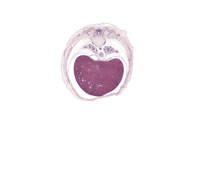 T-8 spinal ganglion, anterior gastric nerve (CN X), aorta, central tendon of diaphragm, dorsal median septum, falciform ligament, inferior vena cava, left lobe of liver, lower lobe of left lung, lower lobe of right lung, mesenchymal coat, peritoneal cavity, pleural cavity, pleural recess, posterior gastric nerve (CN X), pulmonary ligament, rib 8, rib 9, right lobe of liver, ventral median septum