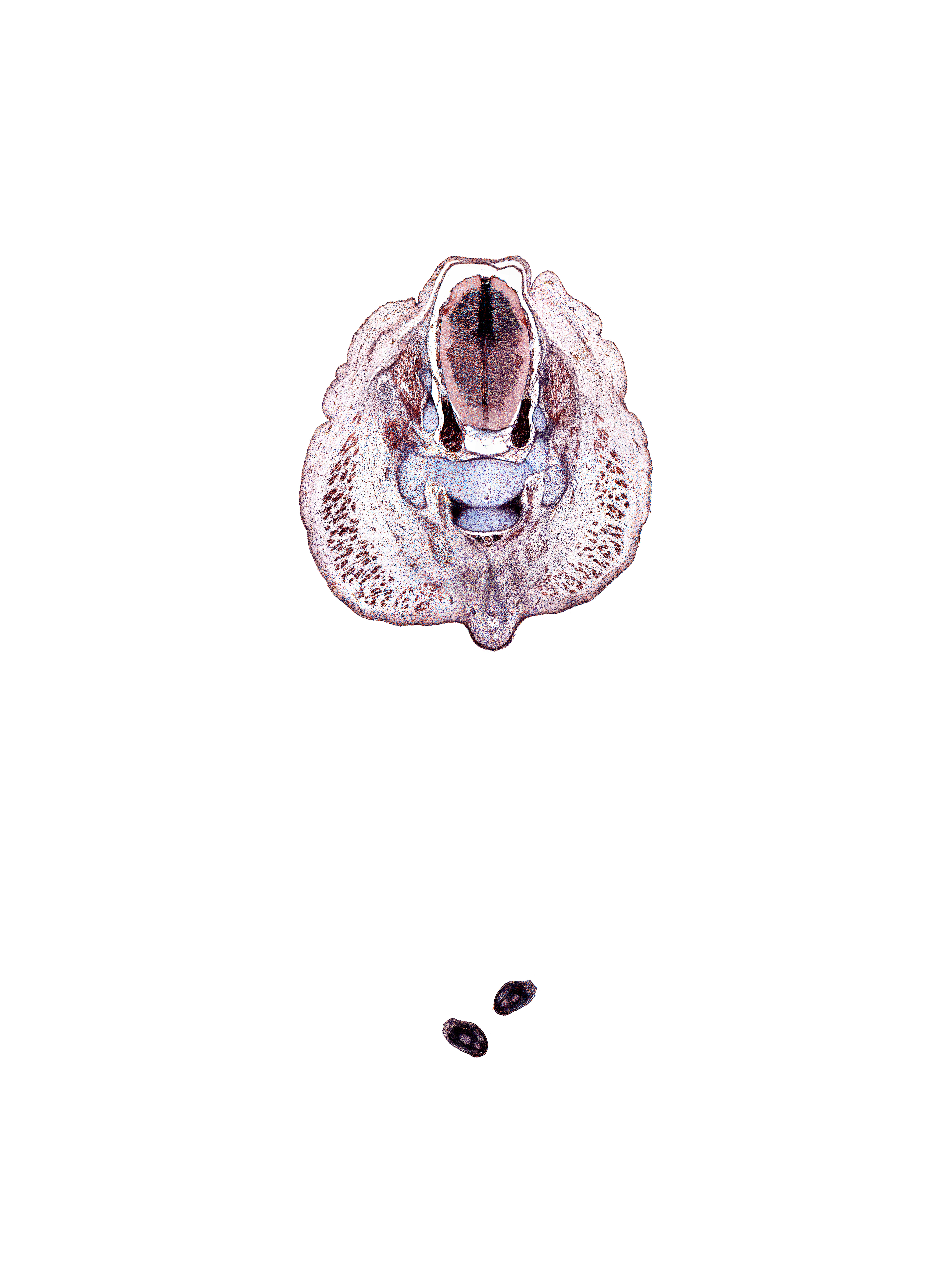S-2 spinal ganglion, S-3 / S-4 intervertebral region, S-3 spinal ganglion, caudal eminence, centrum of S-3 vertebra, coccygeus muscle, digit 5 (foot), gluteus maximus muscle, median sacral artery, neural arch, notochord, sympathetic trunk