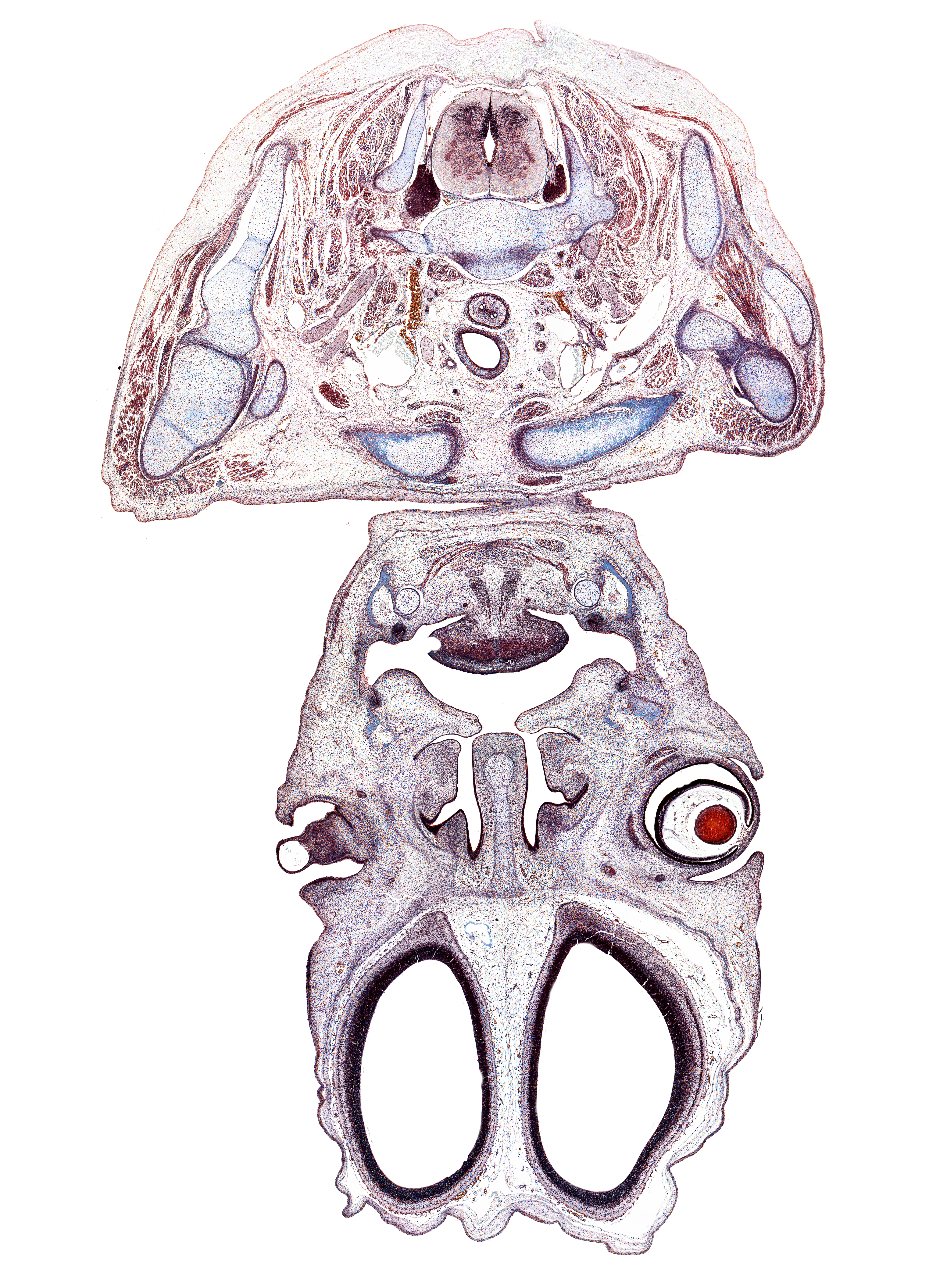 C-8 spinal ganglion, cerebral vesicle (hemisphere), clavicle, coracoid process of scapula, cornea, cortical plate, deltoid muscle, esophagus, facial artery, internal jugular vein, jugular lymph sac, lateral ventricle, lower eyelid, maxilla, middle scalene muscle, nasolacrimal duct, olfactory bulb, platysma muscle, scapula, transverse foramen of C-7 vertebra, upper eyelid