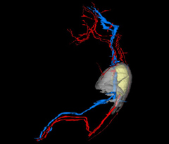 Blood Vessels