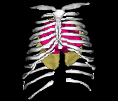 Thorax
