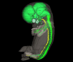 Nervous System