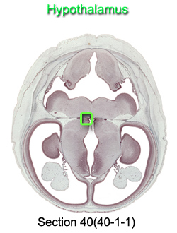 Hypothalamus