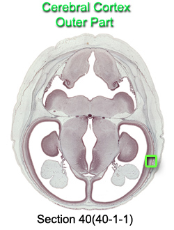 Cerebral Cortex Outer Part