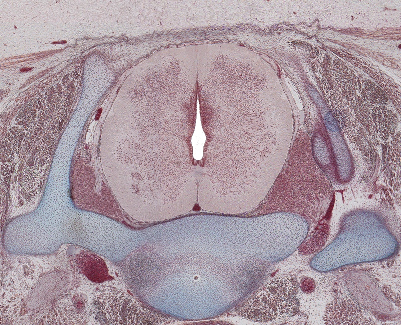 C-8 Spinal Cord