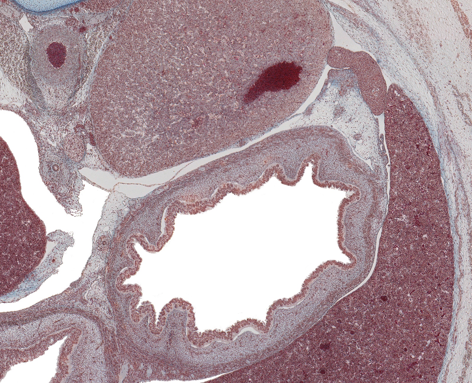 Stomach and Suprarenal Glands