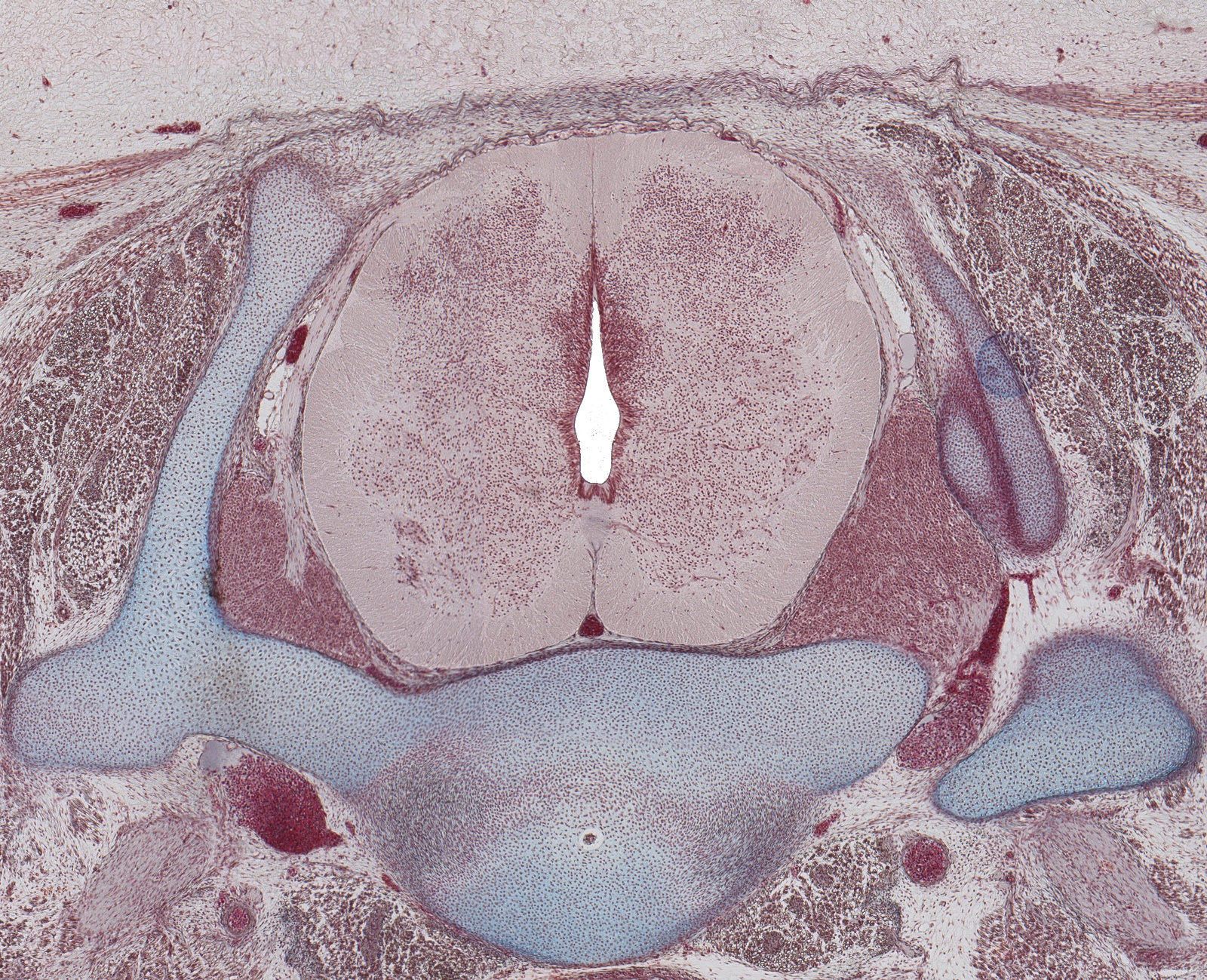 C-8 Spinal Cord