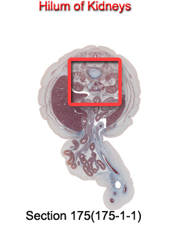 Hilum of Kidneys