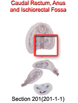 Caudal Rectum, Anus, and Ischiorectal Fossa