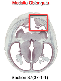 Medulla Oblongata