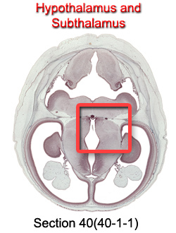 Hypothalamus and Subthalamus