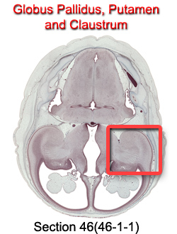 Globus Pallidus, Putamen, and Claustrum