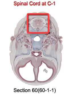 Spinal Cord at C-1