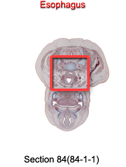 Esophagus