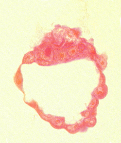 abembryonic pole, blastocystic cavity (blastocoele), embryonic pole, epiblast, hypoblast, inner cell mass (embryoblast), mural trophoblast, polar trophoblast