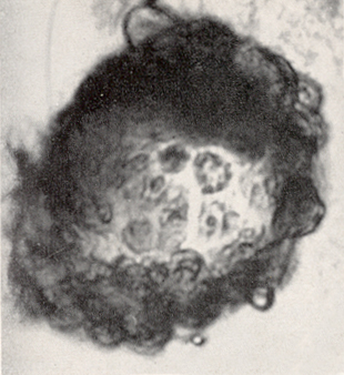 Embryo 8663