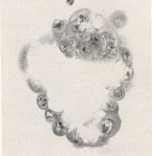 Embryo 8663