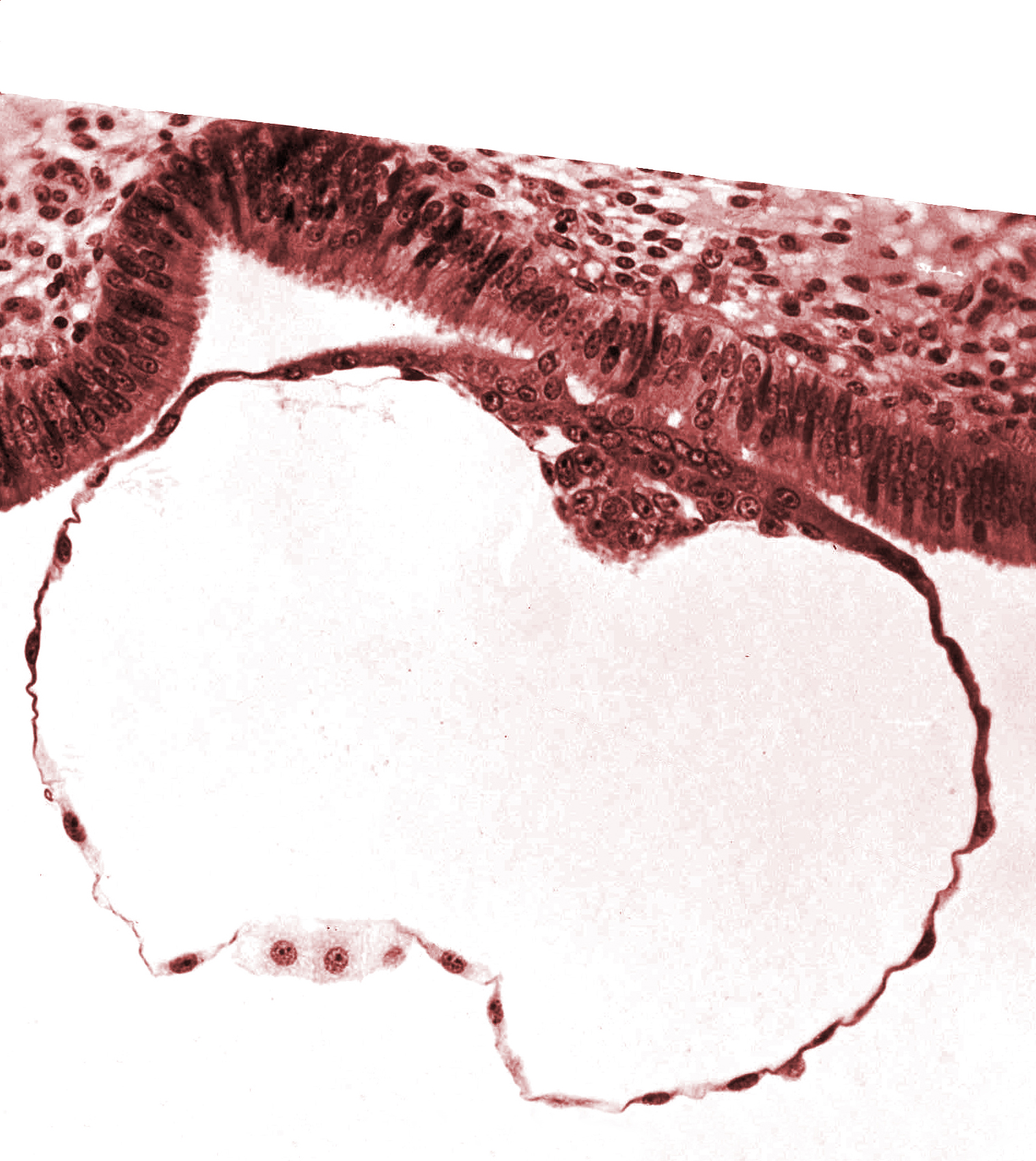 blastocystic cavity (blastocoele), embryonic disc, endometrial (uterine) epithelium, epiblast, hypoblast, mural trophoblast, primordium of amniotic cavity, syncytial-epithelial contact areas