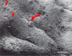 Embryo attached to an endometrial cell culture