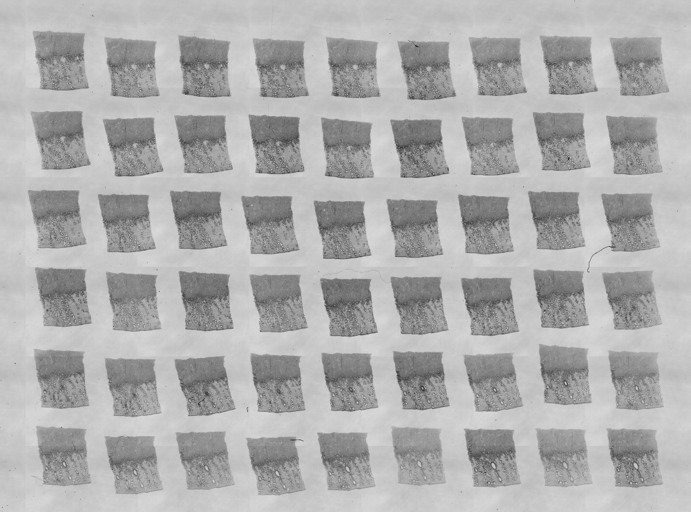 Embryo 8020 original glass slides 5