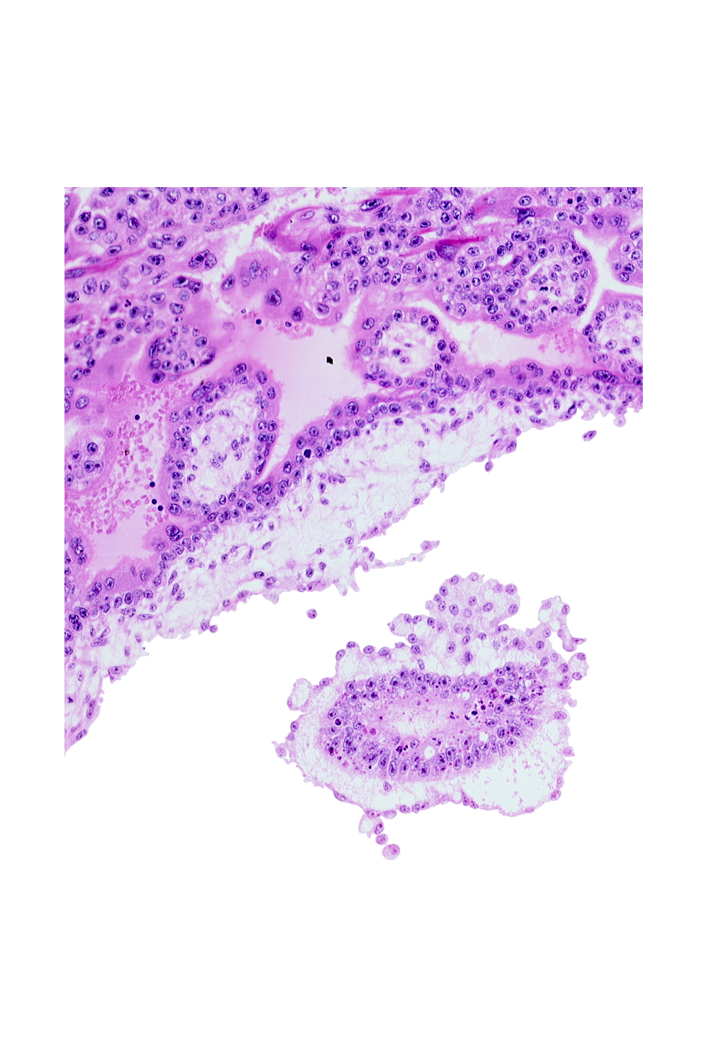 cephalic edge of amniotic cavity, epiblast, mesoblast (mesenchyme), primordial blood vessel(s)