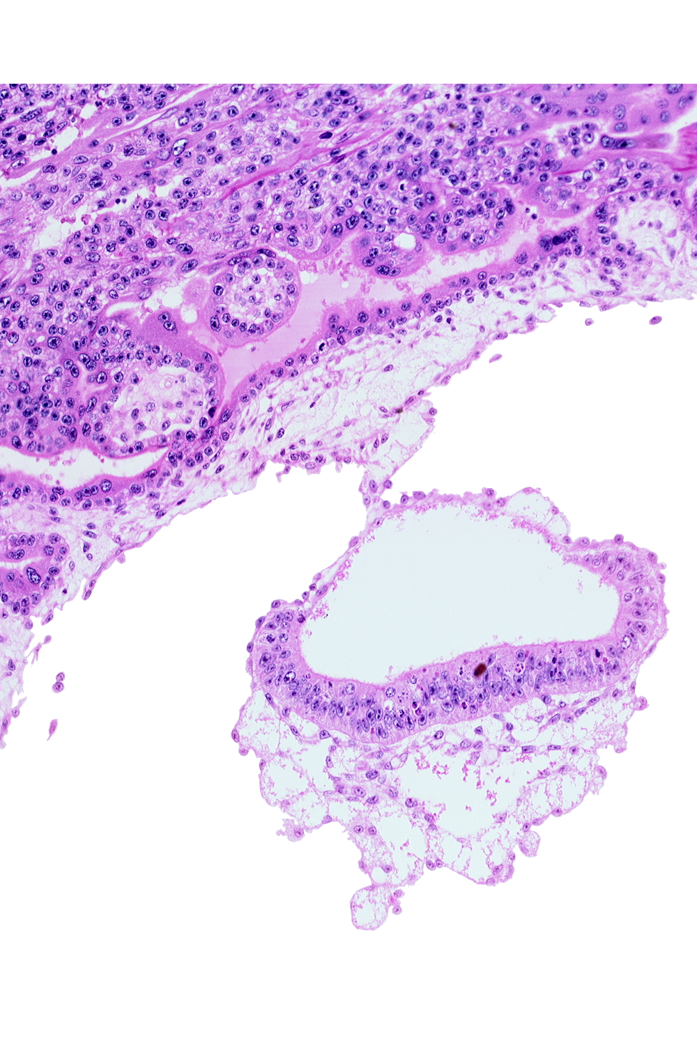 amnion, cephalic edge of umbilical vesicle cavity, epiblast, extra-embryonic endoderm, extra-embryonic mesoblast, hypoblast, junction of amnion and embryonic disc