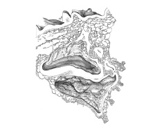 Median sagittal plane - Drawing