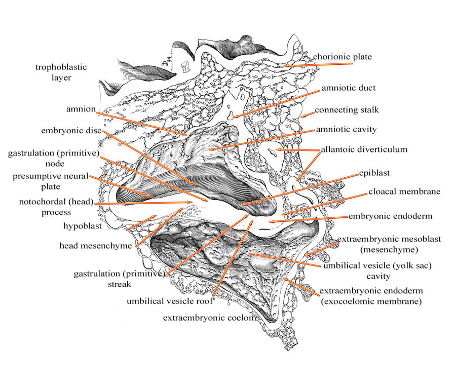 Median sagittal plane - Labeled drawing