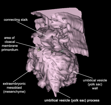 Embryo - Caudal 1