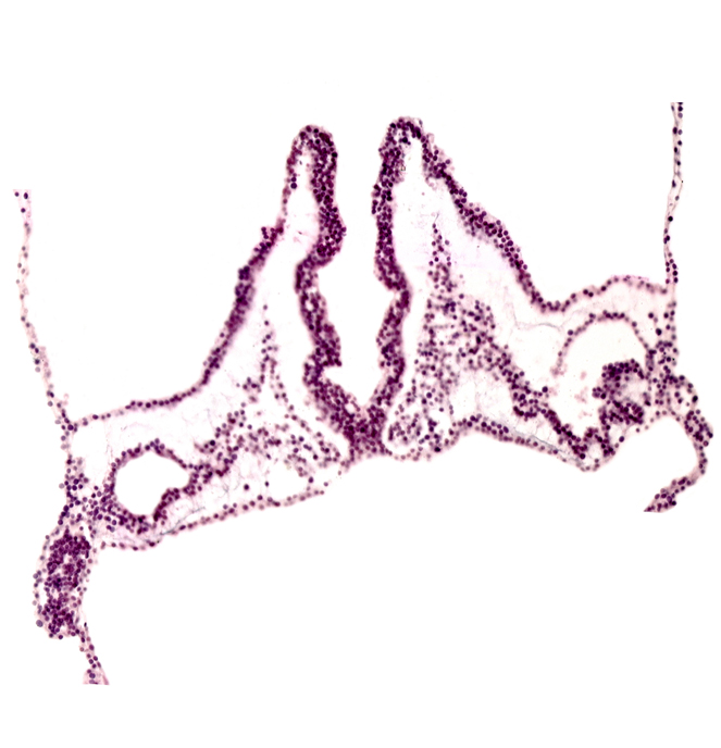 intra-embryonic coelom, notochordal plate, primordial left dorsal aorta, primordial otic placode, primordial right dorsal aorta, rhombomere A (Rh. A), rhombomere B (Rh. B), rhombomere C (Rh. C)