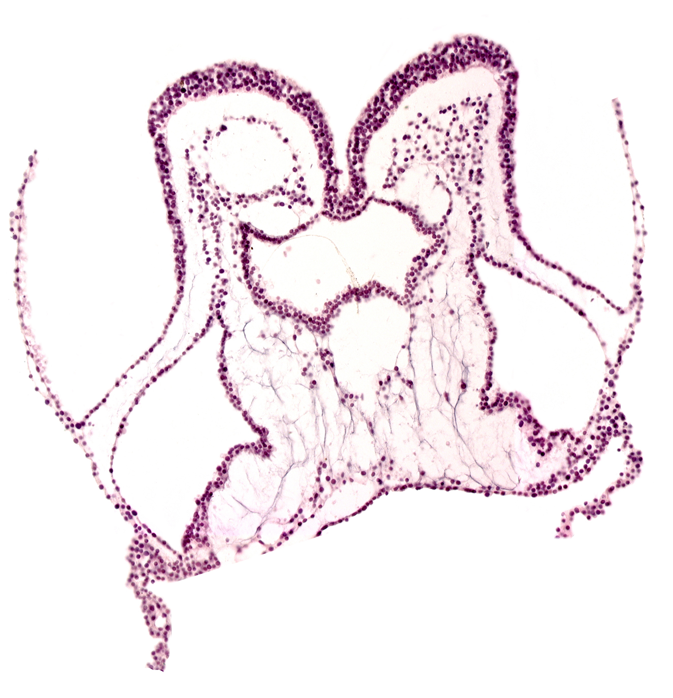 amnion attachment, amniotic cavity, artifact separation(s), foregut primordium (lumen), interventricular sulcus, mesencephalon primordium (M), pharyngeal pouch 2, presumptive left ventricle, presumptive right ventricle, primordial left dorsal aorta, primordial neural crest (artifact separation), umbilical vesicle cavity, umbilical vesicle wall