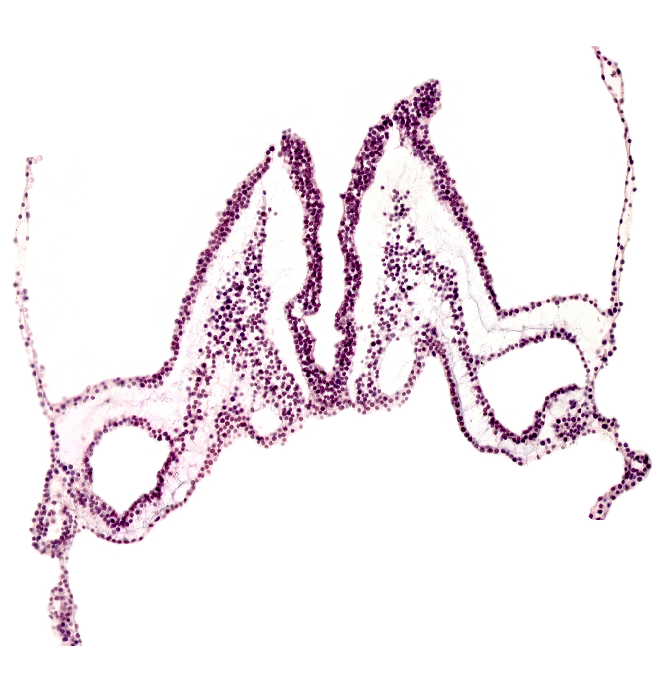 cephalic edge of primordial otic placode, primordial left dorsal aorta, primordial right dorsal aorta, rhombencephalon primordium (R), rhombomere B (Rh. B), rhombomere C (Rh. C)