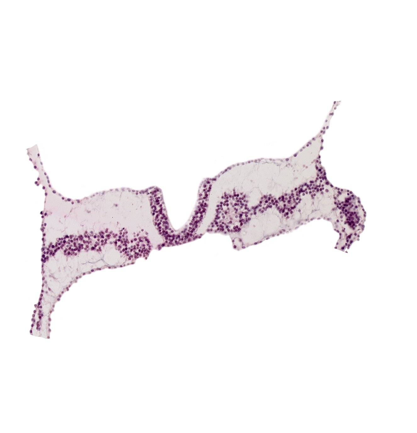 notochordal plate, rhombencephalon primordium (R), somite 3 (O-3), somite 4 (O-4), surface ectoderm