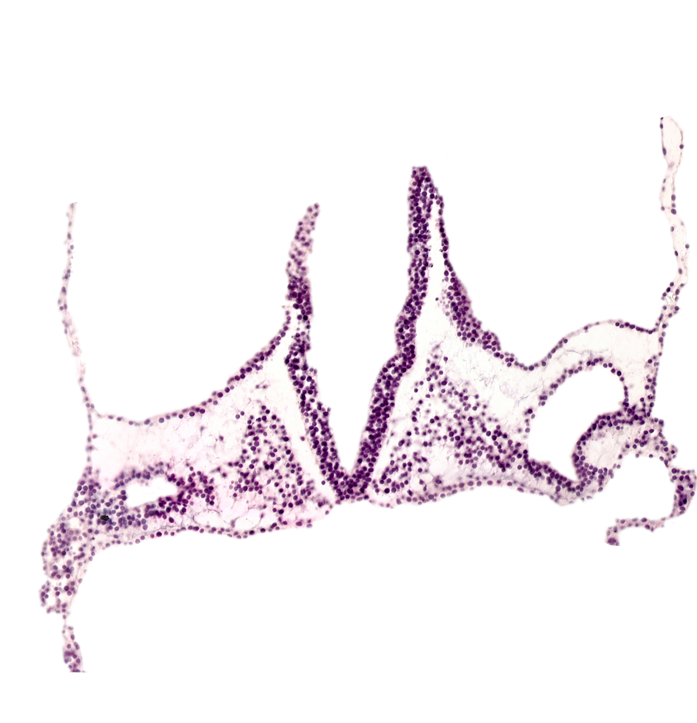 endoderm, head mesenchyme, midgut primordium (lumen), notochordal plate, primordial otic placode, rhombencephalon primordium (R), rhombomere A (Rh. A), rhombomere B (Rh. B), rhombomere C (Rh. C), umbilical vesicle wall