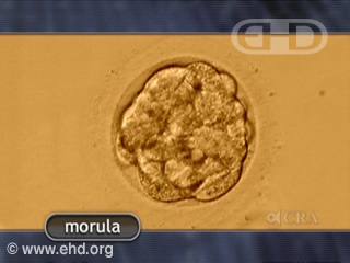 Play Movie - The Morula and Blastocyst